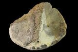 Fossil Hadrosaur Calcaneus - Alberta (Disposition #-) #143310-2